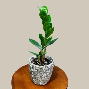 ZZ Plant Live Plant – Zamioculcas Zamiifolia – 4 inch Pot – Easy Care Indoor Houseplant - Image 3