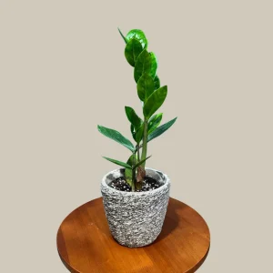 ZZ Plant Live Plant – Zamioculcas Zamiifolia – 4 inch Pot – Easy Care Indoor Houseplant - Image 1