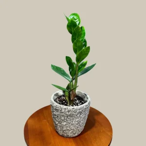 ZZ Plant Live Plant – Zamioculcas Zamiifolia – 4 inch Pot – Easy Care Indoor Houseplant - Image 6