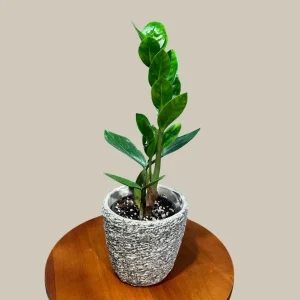 ZZ Plant Live Plant – Zamioculcas Zamiifolia – 4 inch Pot – Easy Care Indoor Houseplant - Image 7