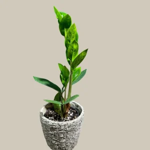 ZZ Plant Live Plant – Zamioculcas Zamiifolia – 4 inch Pot – Easy Care Indoor Houseplant - Image 8