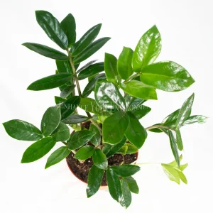 ZZ Plant Live Plant – Zamioculcas zamiifolia – 6 inch Pot – Indoor - Image 2