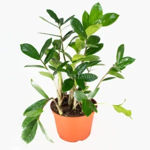 ZZ Plant Live Plant – Zamioculcas zamiifolia – 6 inch Pot – Indoor - Image 1