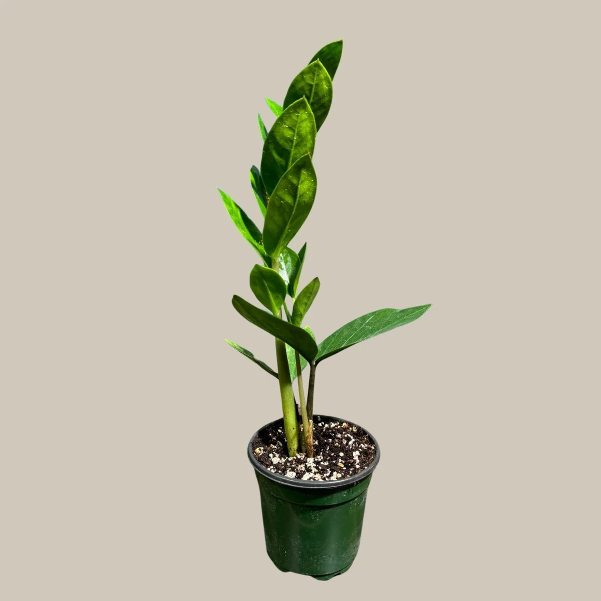 ZZ Plant Live Plant - Zamioculcas Zamiifolia - Easy Care Indoor Houseplant - Image 5