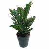 ZZ Plant Zamioculcas zamiifolia - Live Hardy House Plant - 6 inch Pot - Image 1