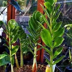 ZZ Plant Zamioculcas zamiifolia - Live Hardy House Plant - 6 inch Pot - Image 2