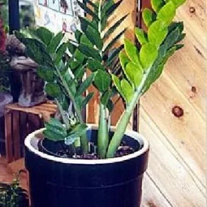 ZZ Plant Zamioculcas zamiifolia - Live Hardy House Plant - 6 inch Pot - Image 3