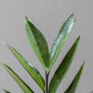 ZZ Plant Zamioculcas zamiifolia Live Plant – 4