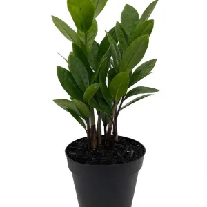 ZZ Plant Zamioculcas zamiifolia Live Plant – 4" Pot – Easy Care Houseplant Indoor - Image 1