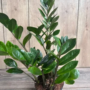 ZZ Plant Zamioculcas Zamiifolia Live Plant – 6 inch Pot – Indoor - Image 2