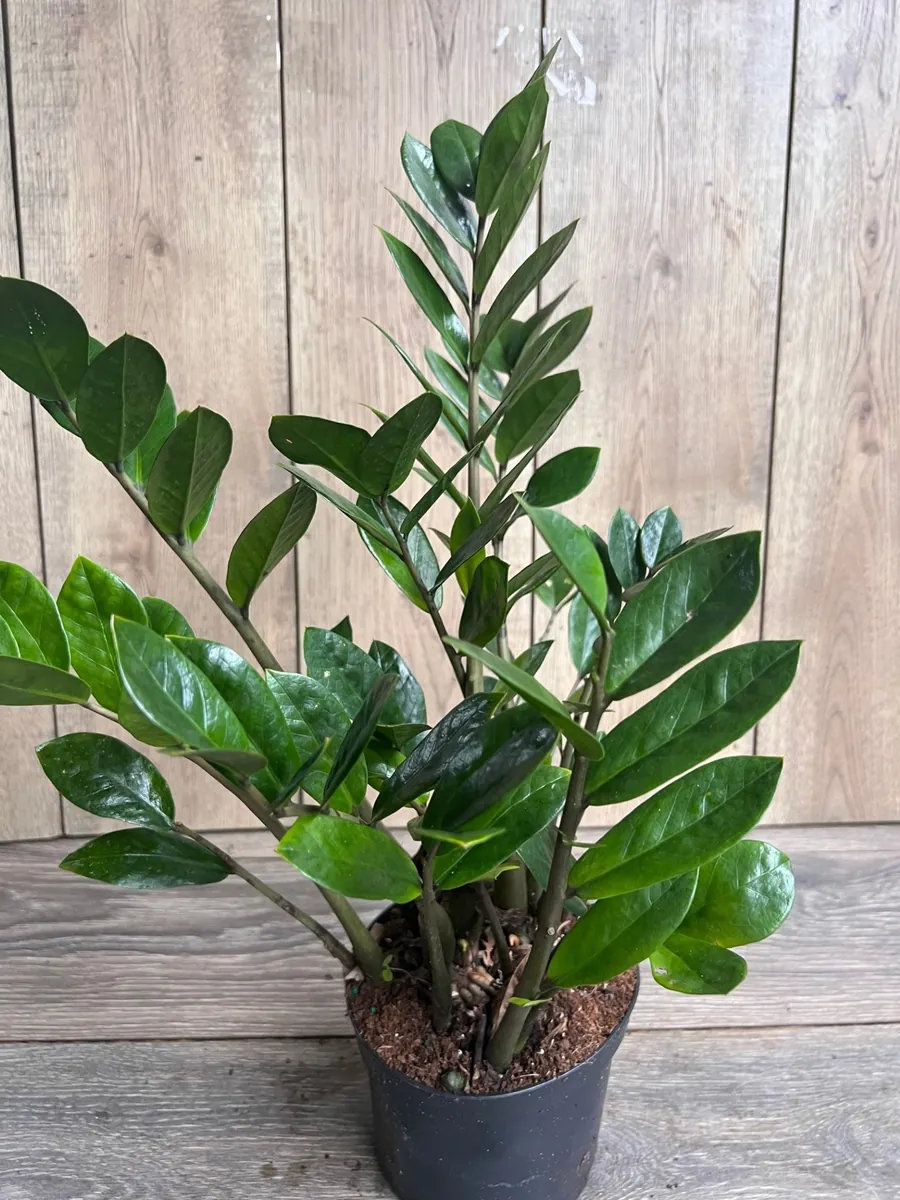 ZZ Plant Zamioculcas Zamiifolia Live Plant – 6 inch Pot – Indoor - Image 2