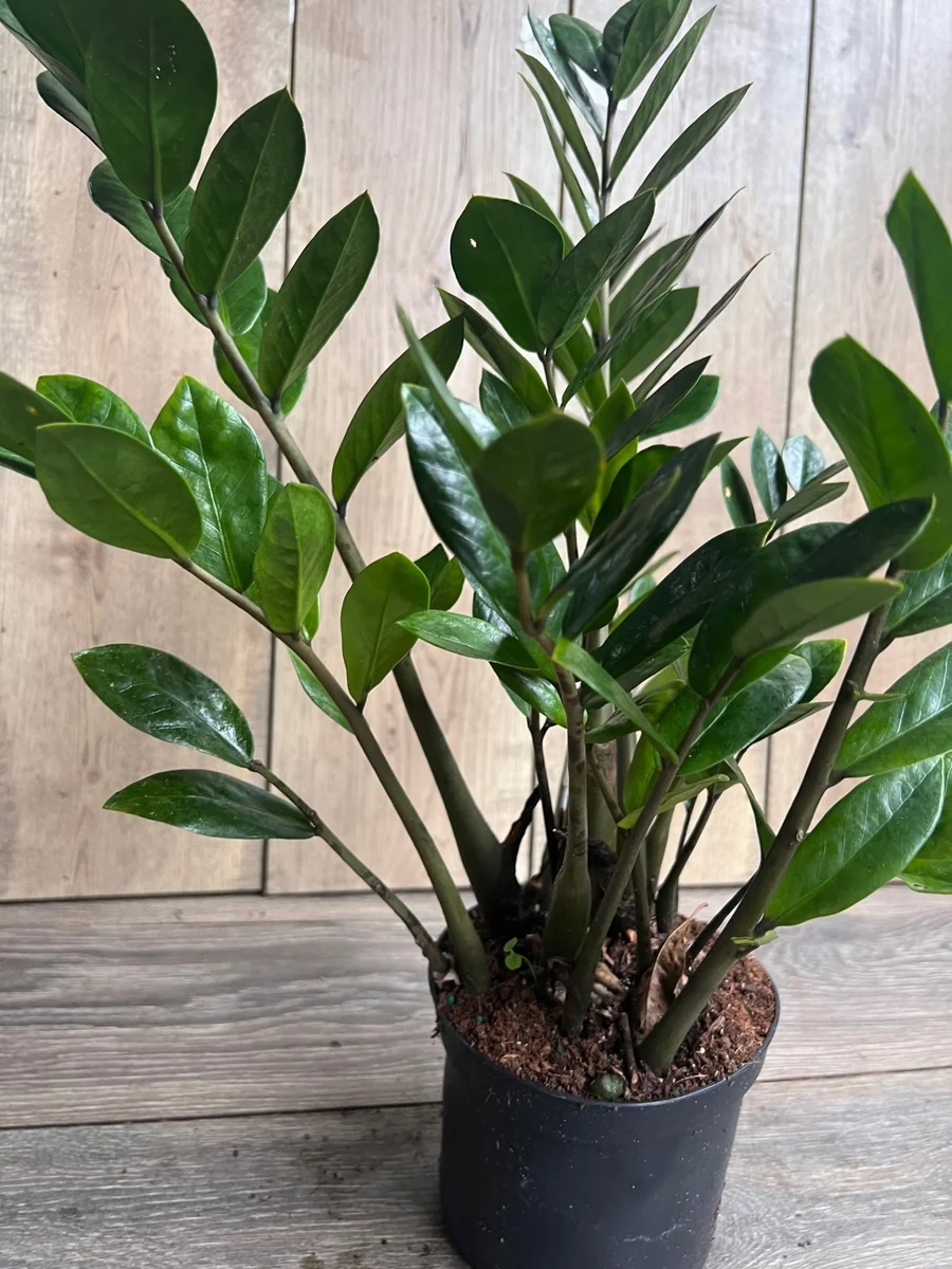 ZZ Plant Zamioculcas Zamiifolia Live Plant – 6 inch Pot – Indoor - Image 3