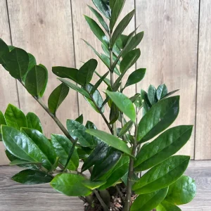 ZZ Plant Zamioculcas Zamiifolia Live Plant – 6 inch Pot – Indoor - Image 4