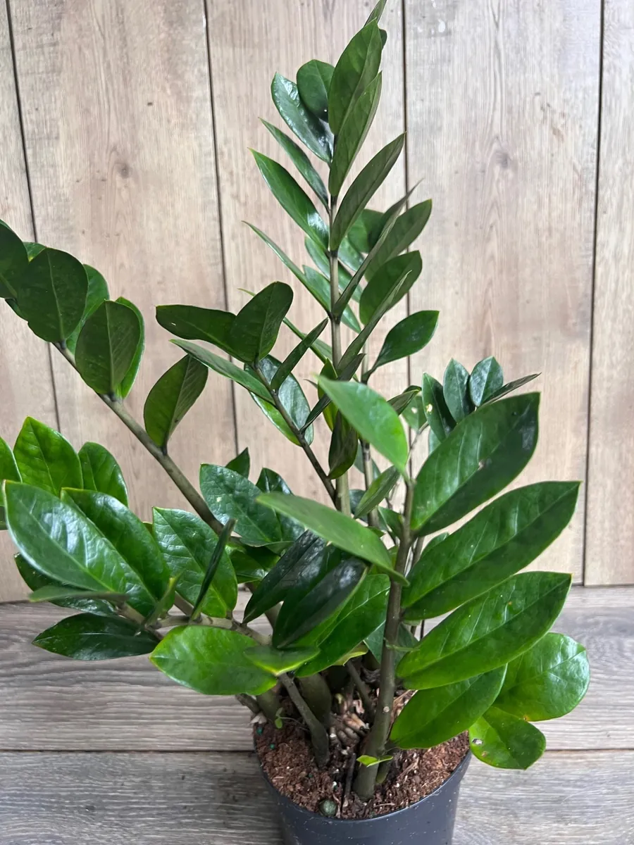 ZZ Plant Zamioculcas Zamiifolia Live Plant – 6 inch Pot – Indoor - Image 4