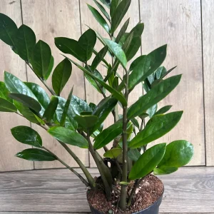 ZZ Plant Zamioculcas Zamiifolia Live Plant – 6 inch Pot – Indoor - Image 5