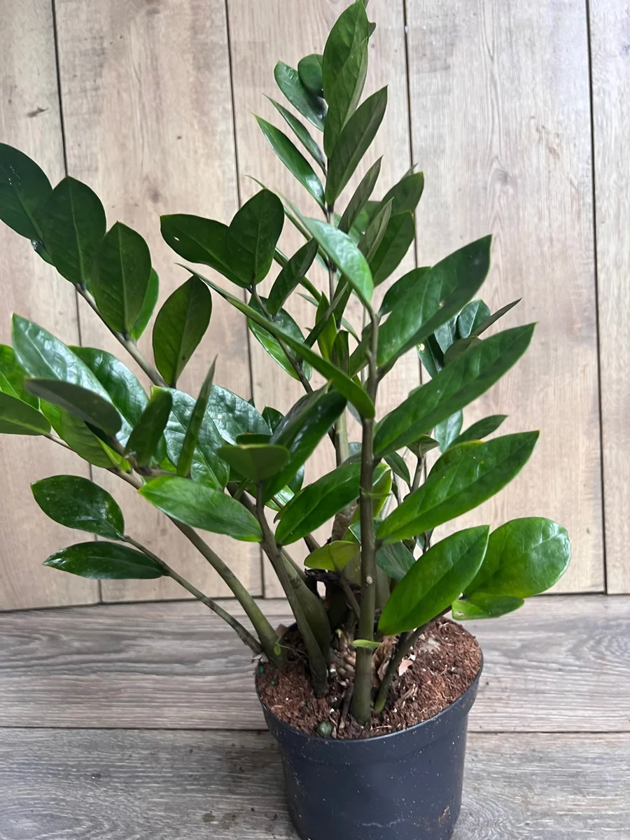 ZZ Plant Zamioculcas Zamiifolia Live Plant – 6 inch Pot – Indoor - Image 5