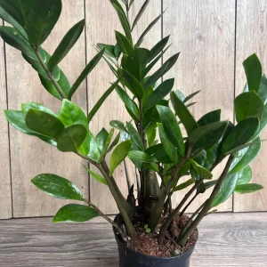 ZZ Plant Zamioculcas Zamiifolia Live Plant – 6 inch Pot – Indoor - Image 6