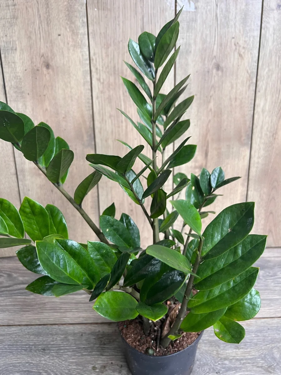 ZZ Plant Zamioculcas Zamiifolia Live Plant – 6 inch Pot – Indoor - Image 1