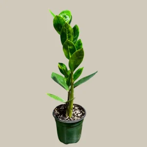 ZZ Plant Zamioculcas Zamiifolia Live Plant – Easy Care Indoor Houseplant – 4-6 inch Pot - Image 10