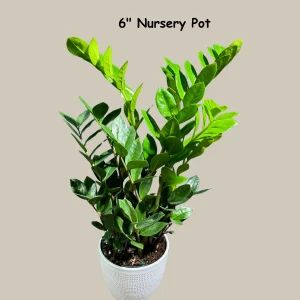 ZZ Plant Zamioculcas Zamiifolia Live Plant – Easy Care Indoor Houseplant – 4-6 inch Pot - Image 2