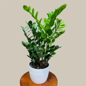 ZZ Plant Zamioculcas Zamiifolia Live Plant – Easy Care Indoor Houseplant – 4-6 inch Pot - Image 4