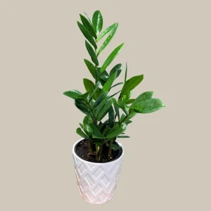 ZZ Plant Zamioculcas Zamiifolia Live Plant – Easy Care Indoor Houseplant – 4-6 inch Pot - Image 6