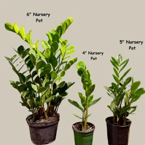 ZZ Plant Zamioculcas Zamiifolia Live Plant – Easy Care Indoor Houseplant – 4-6 inch Pot - Image 7
