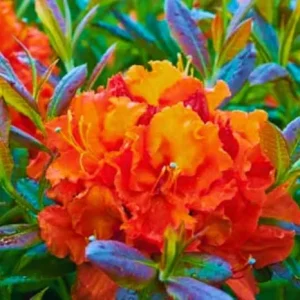 1-2 Year Old Rhododendron Live Plant - Orange-Red Blossoms Shrub - Image 1