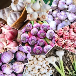 1 Lb Hardneck Garlic Bulbs for Planting - High-Yield Mix Garlic Cloves for Garden - Image 2