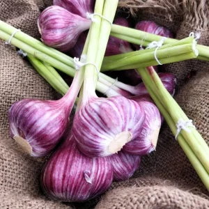 1 Lb Hardneck Garlic Bulbs for Planting - High-Yield Mix Garlic Cloves for Garden - Image 5