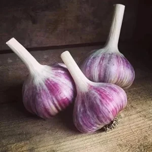 1 Lb Red Russian Hardneck Garlic Bulbs for Planting – Gardening - Image 1