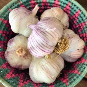 1 Lb Red Russian Hardneck Garlic Bulbs for Planting – Gardening - Image 7