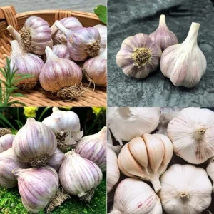 1 Pound Mix Hard Neck Garlic Bulbs for Planting - Garden Vegetable - Image 3