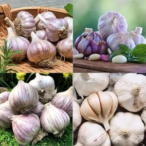 1 Pound Mixed Garlic Bulbs for Planting – Heirloom Outdoor Garden - Image 4
