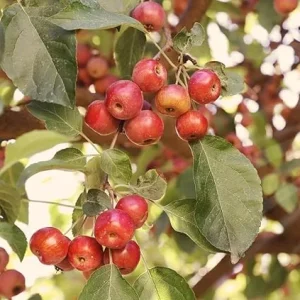 10 American Crabapple Trees Live Plants, 2 ft Tall, Pink White Flowers, Zones 5-9 - Image 3