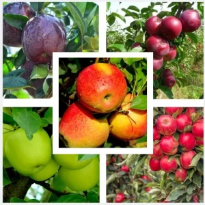 10 Apple Seedlings Live Plant – 1-2 Ft Tall Mixed Apple Trees – Outdoor Fruit Tree - Image 2
