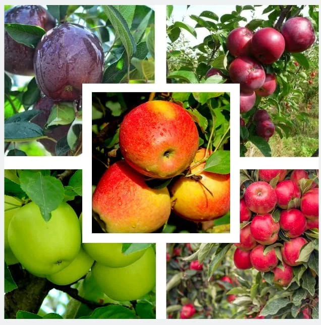 10 Apple Seedlings Live Plant – 1-2 Ft Tall Mixed Apple Trees – Outdoor Fruit Tree - Image 2
