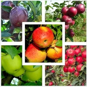 10 Apple Seedlings Live Plant – 1-2 Ft Tall Mixed Apple Trees – Outdoor Fruit Tree - Image 6