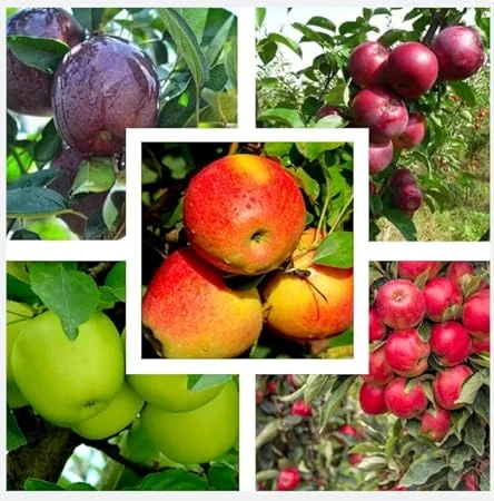 10 Apple Seedlings Live Plant – 1-2 Ft Tall Mixed Apple Trees – Outdoor Fruit Tree - Image 6