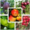 10 Apple Seedlings Live Plant – 1-2 Ft Tall Mixed Apple Trees – Outdoor Fruit Tree - Image 1