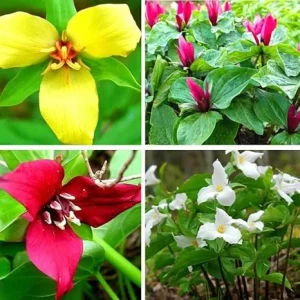 10 Assorted Trillium Bulbs – Perennial Flower Bulbs – Red, Yellow, White – USDA Zone 4+ - Image 1