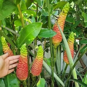 10 Awapuhi Shampoo Ginger Roots - Zingiber Zerumbet Live Rhizomes for Garden - Image 6