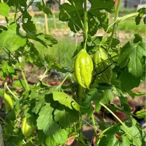 10 Bitter Melon Seeds for Planting - F1 Hybrid Bitter Gourd Seeds - Image 6