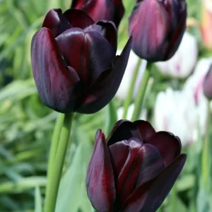 10 Black Queen of the Night Tulip Bulbs - Deep Purple Perennial Flowers - Image 2
