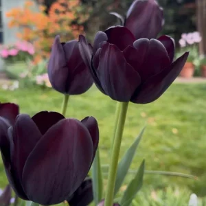 10 Black Queen of the Night Tulip Bulbs - Deep Purple Perennial Flowers - Image 3