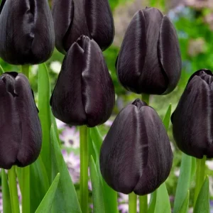 10 Black Queen of the Night Tulip Bulbs - Deep Purple Perennial Flowers - Image 6