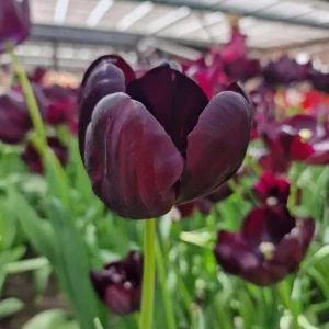 10 Black Queen of the Night Tulip Bulbs - Deep Purple Perennial Flowers - Image 7