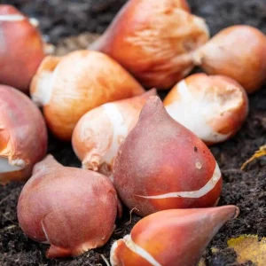 10 Black Queen of the Night Tulip Bulbs - Deep Purple Perennial Flowers - Image 8