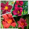 10 Double Orange Daylily Bulbs - Perennial Flower Bulbs for Full Sun - Image 1