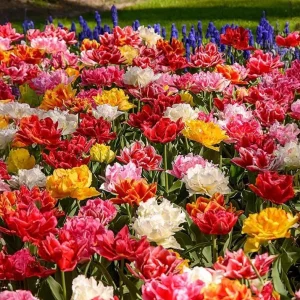 10 Double Peony Tulip Bulbs Mixed | Perennial Flower Bulbs for Garden - Image 2